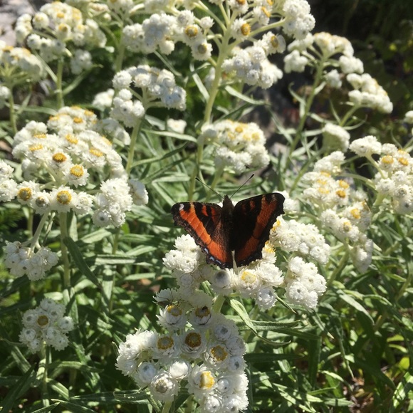 Meet your Posher, Jane - Picture 1 of 1